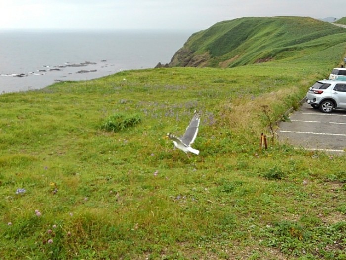 えりも岬　(その3)