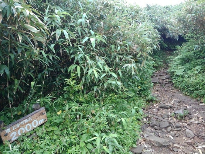 山頂まで　(その1)