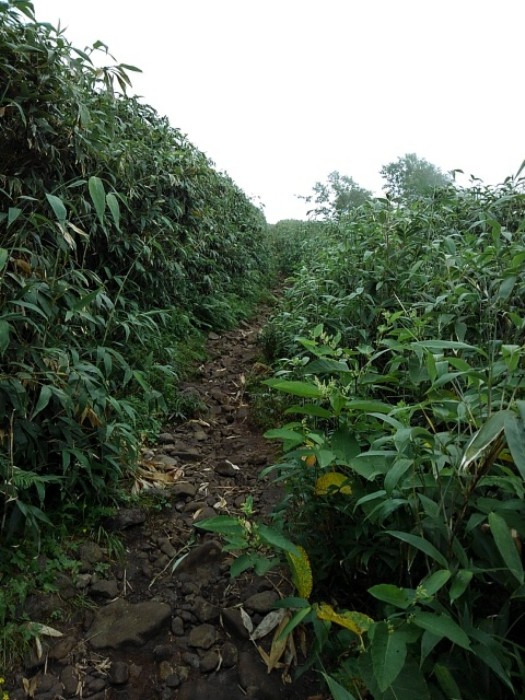 山頂まで　(その2)