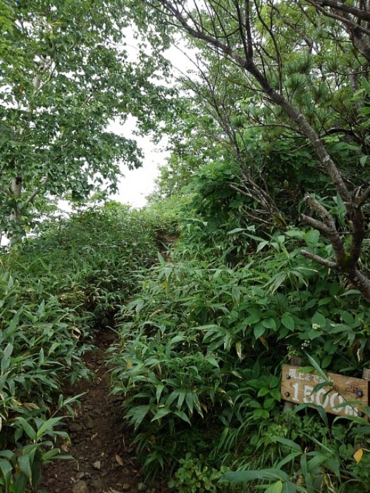 山頂まで　(その3)