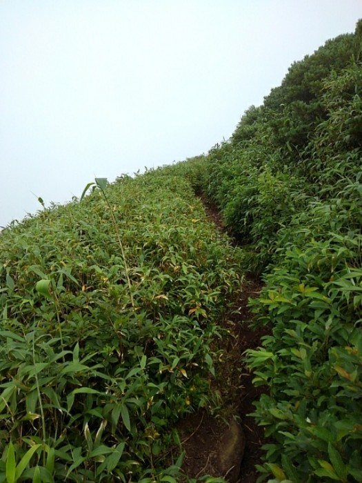 山頂まで　(その4)