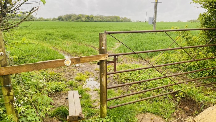 グリトルトン（朝巡り）