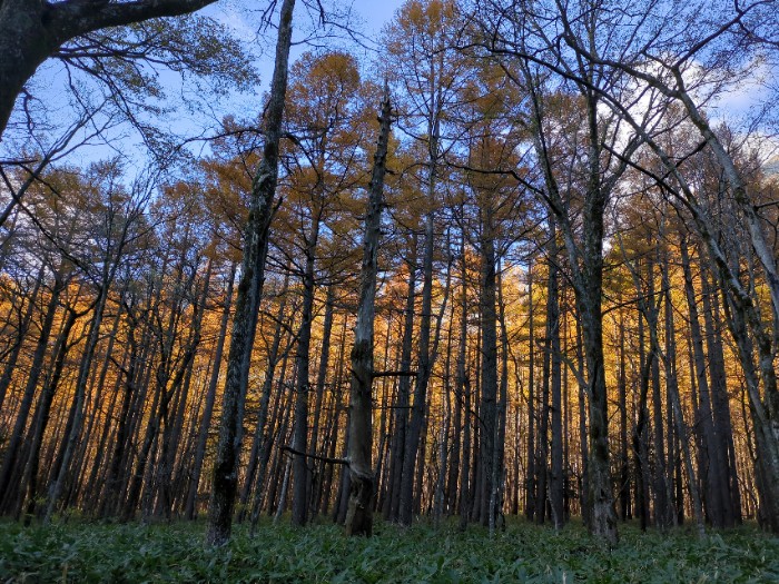 林の向こう燃える紅葉