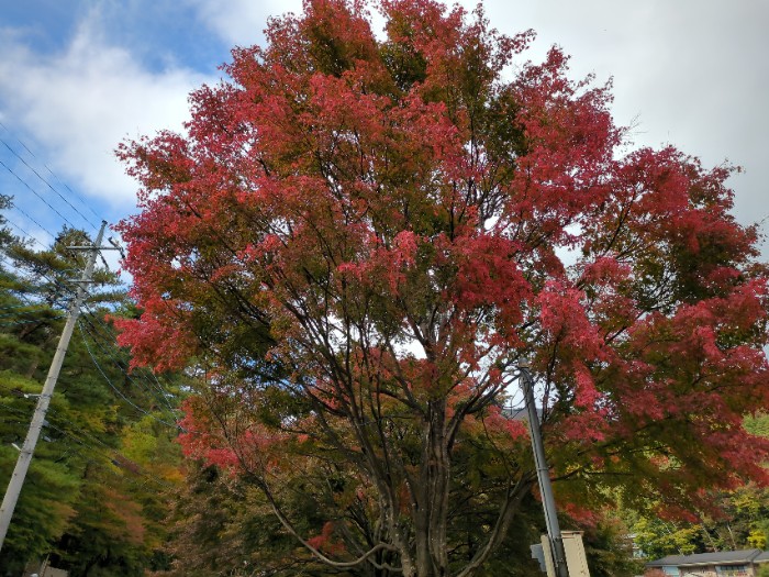 河口湖もみじ回廊