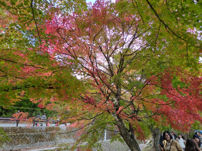 河口湖もみじ回廊