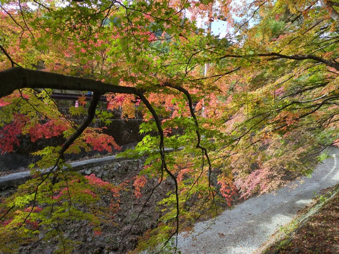河口湖もみじ回廊