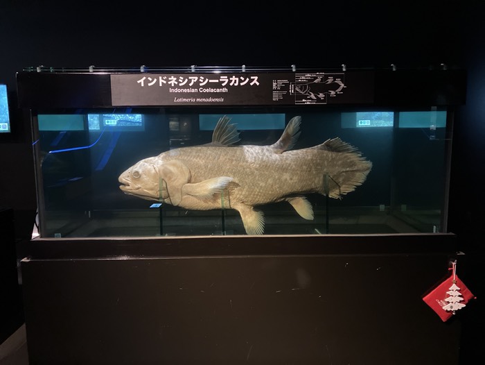 インドネシアシーラカンス