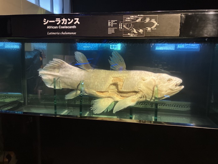 アフリカンシーラカンス