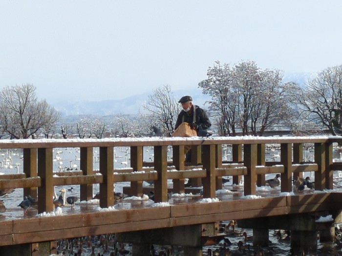 白鳥の餌やり