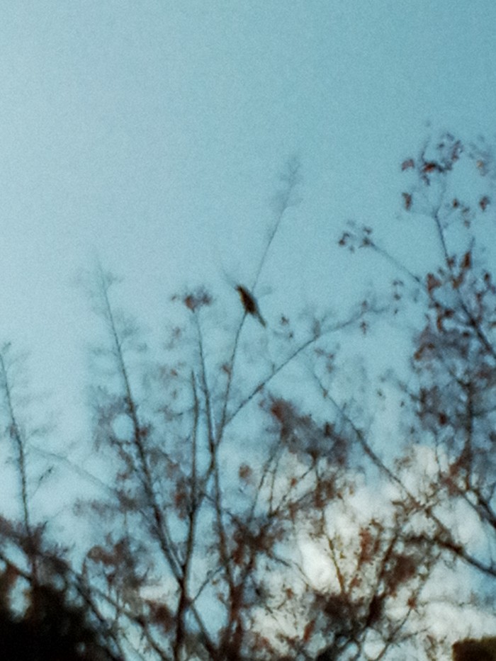 カワラヒワ？ひよどり？