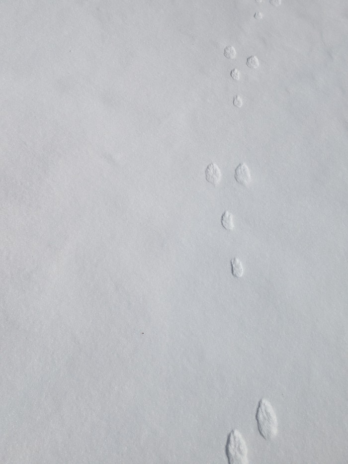 うさぎの足跡