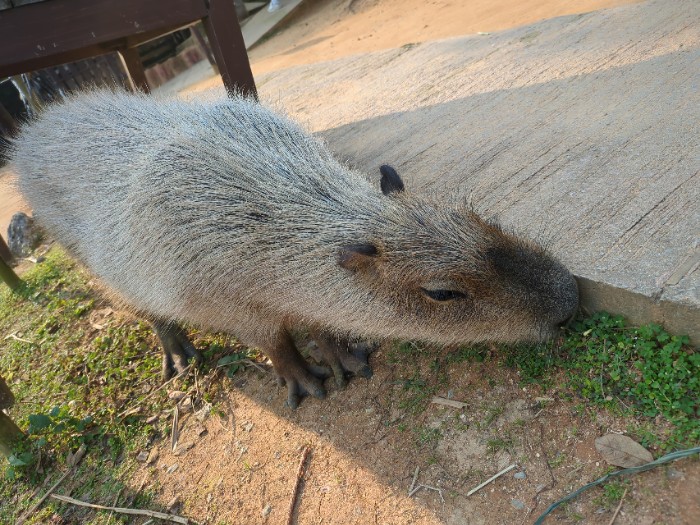 カピバラ