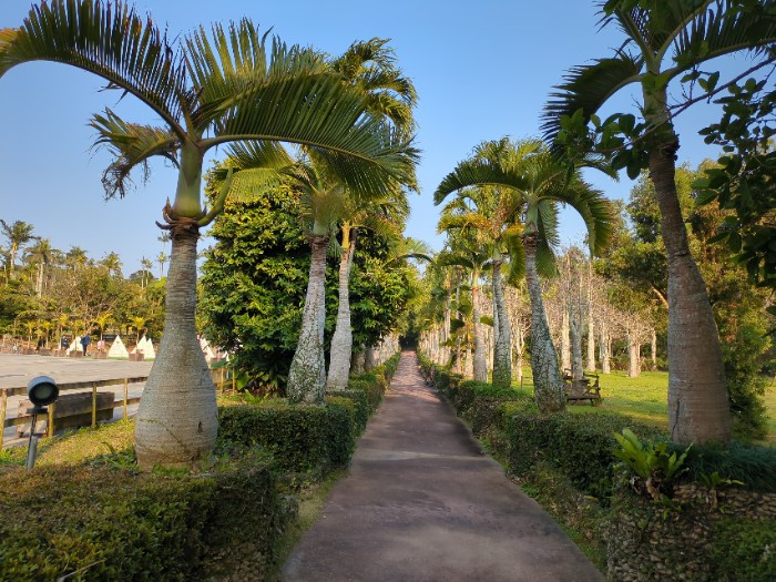 トックリヤシ並木