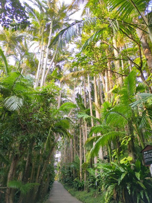 ユスラヤシ並木