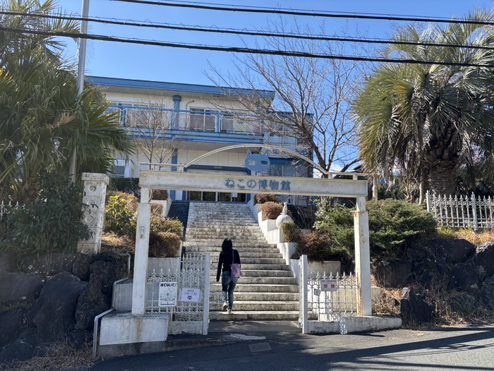 ねこの博物館①