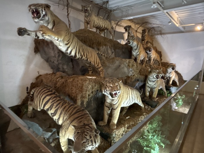 ねこの博物館②