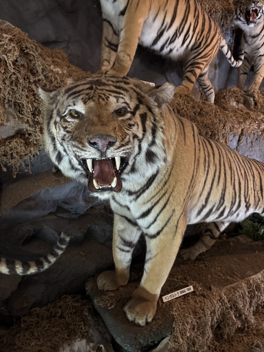 ねこの博物館④