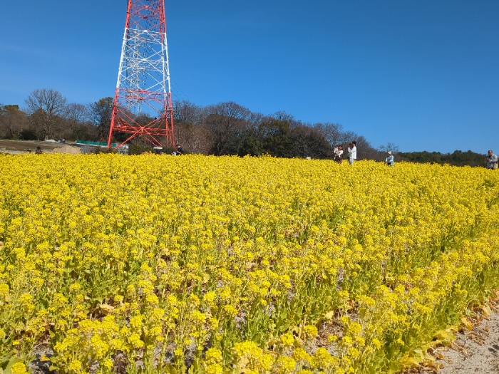 菜の花畑
