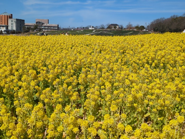 菜の花畑