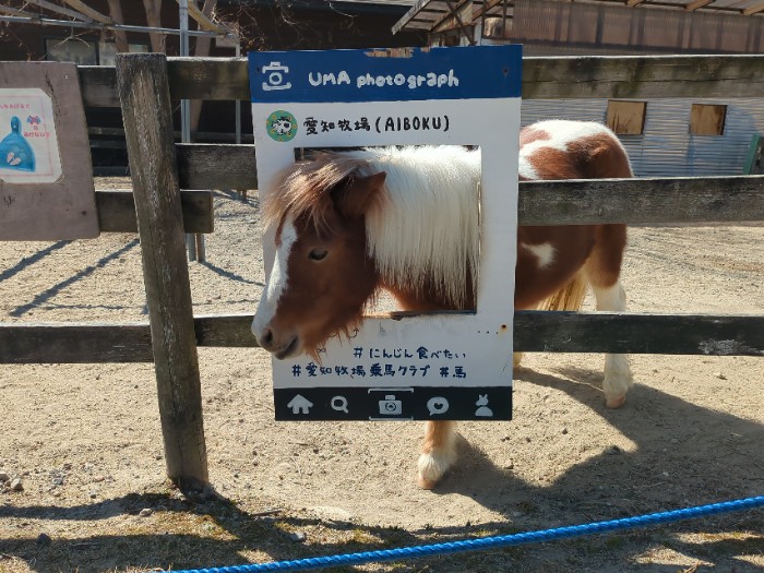 馬フォトグラフ