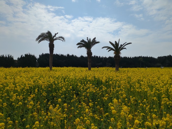 伊良湖 菜の花ガーデン