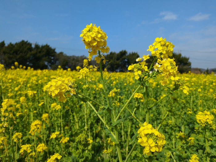 菜の花