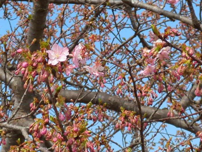 河津桜