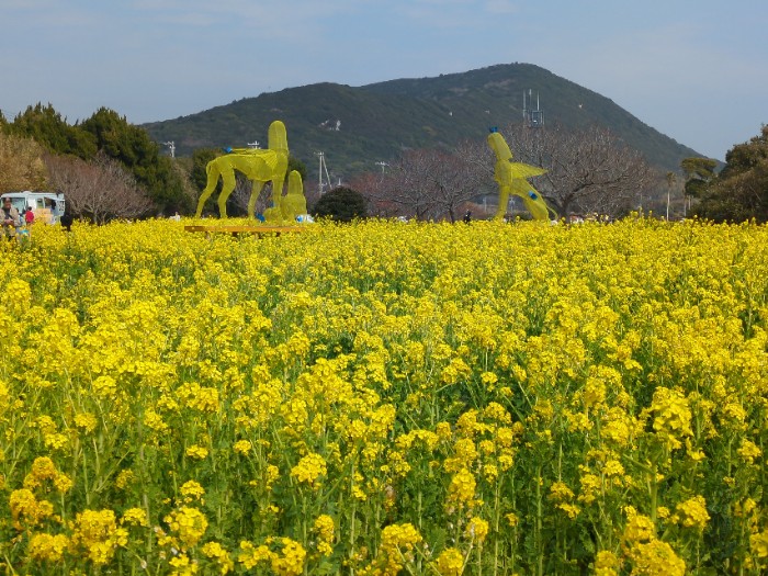 菜の花まつり