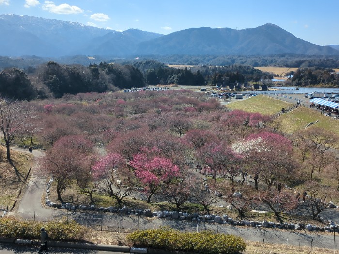 いなべ農業公園 梅林