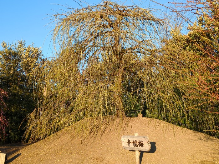 青龍梅