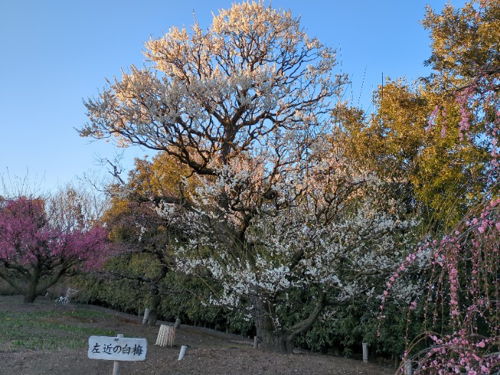 左近の白梅