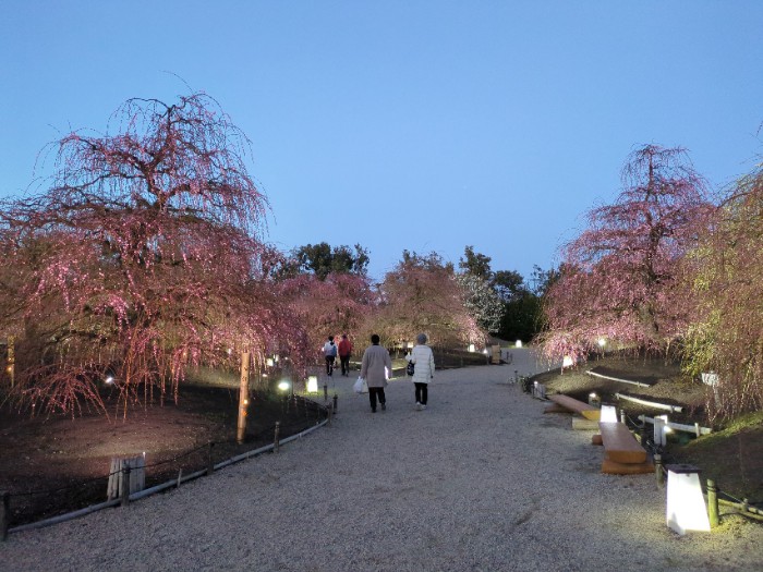 鈴鹿の森庭園 ライ卜アップ