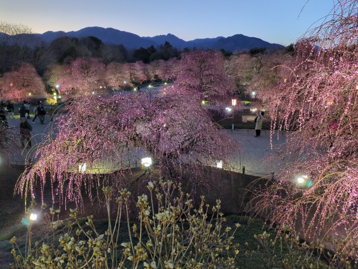 鈴鹿の森庭園 ライ卜アップ