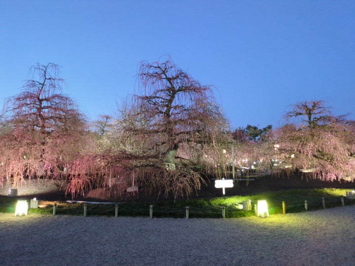 鈴鹿の森庭園 ライ卜アップ