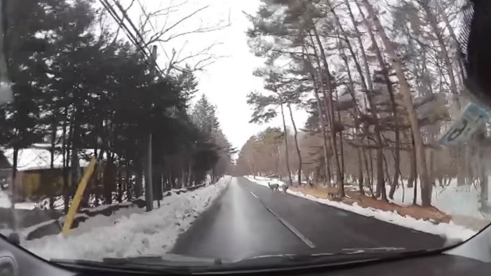 鹿の群れに遭遇！