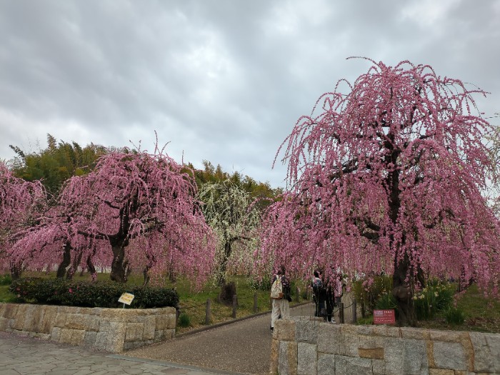 しだれ梅園