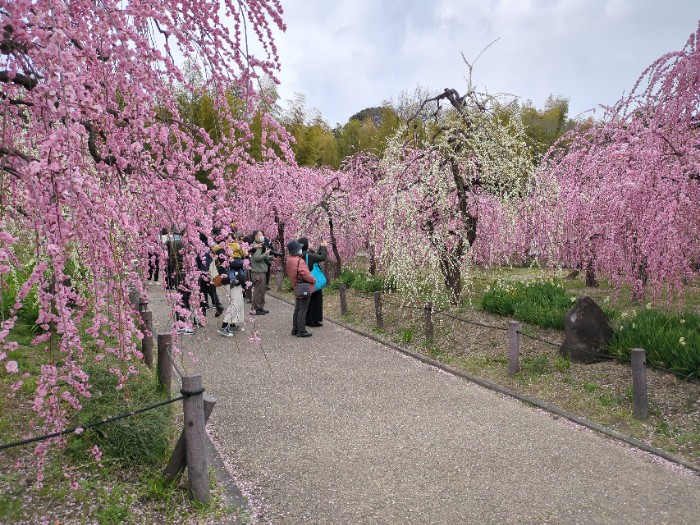 しだれ梅園