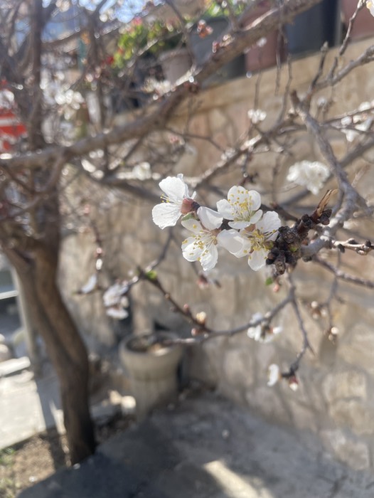 意外なところで桜？🌸