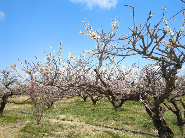 南濃梅園