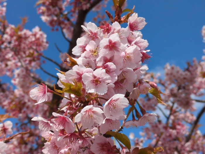 河津桜