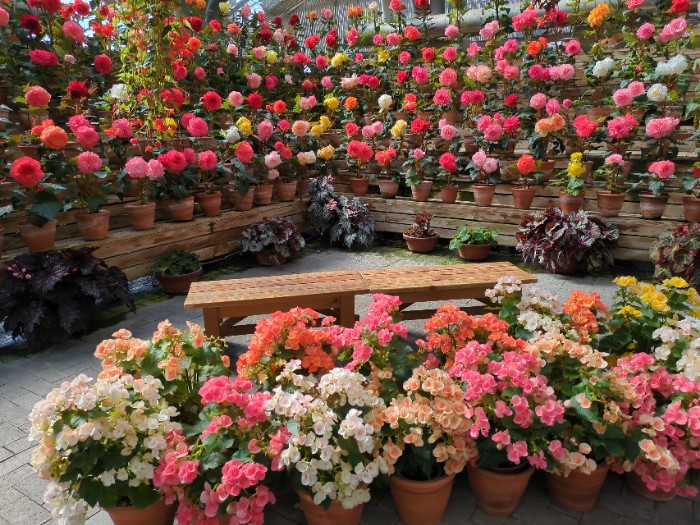 べゴニアガーデン