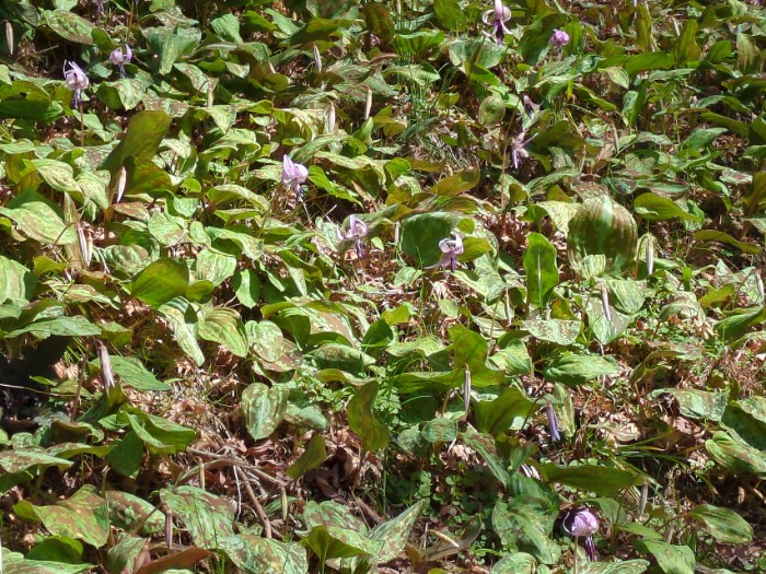 カタクリの群生地