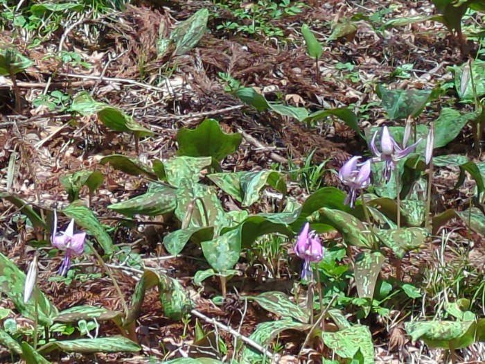 カタクリの群生地