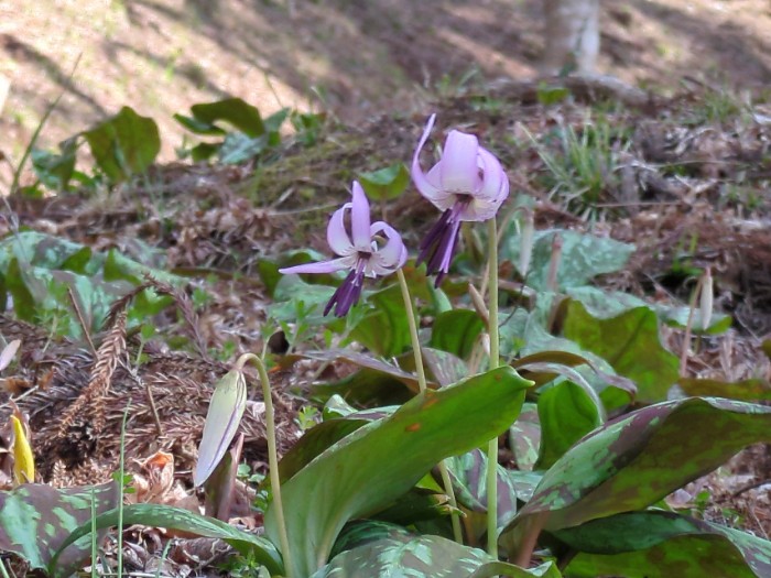 カタクリの花