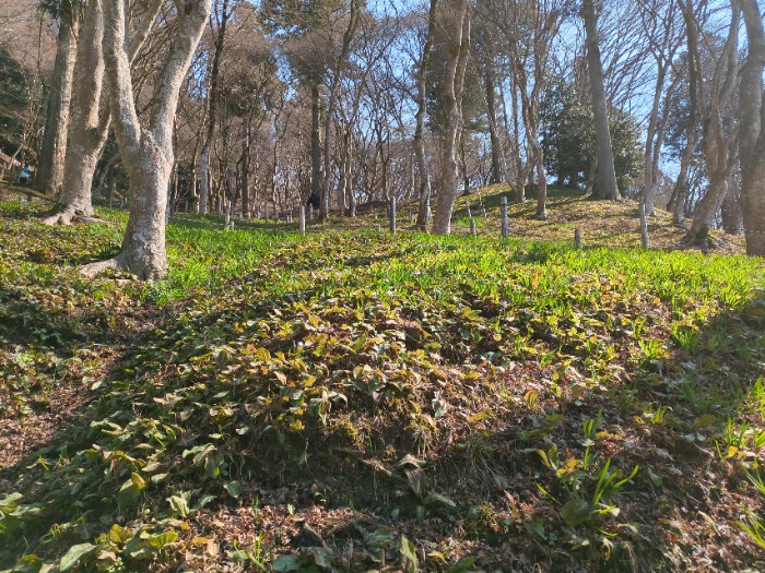 飯盛山 カタクリの群生地