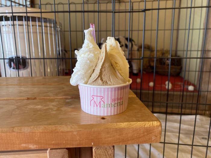 マメナのジェラート🍨
