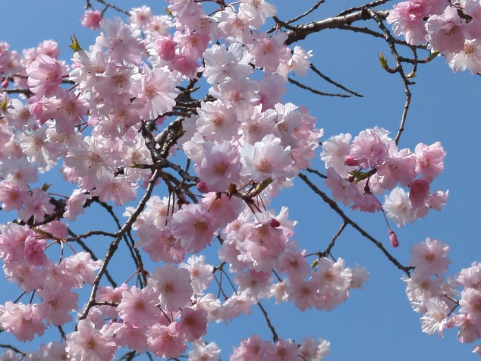 桜