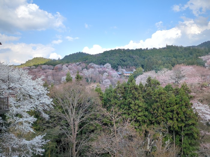 吉野山 桜
