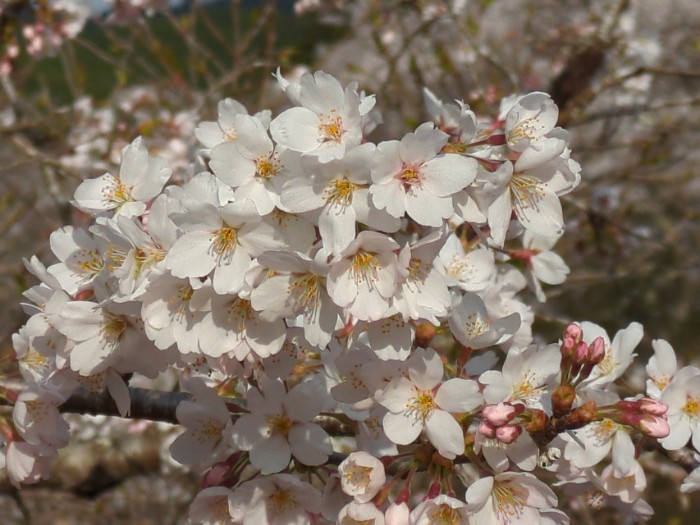 桜