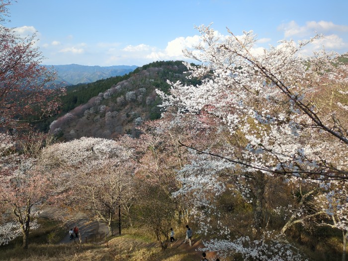 吉野山桜 下千本